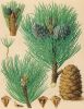 Baum Blatt Frucht von Pinus cembra
